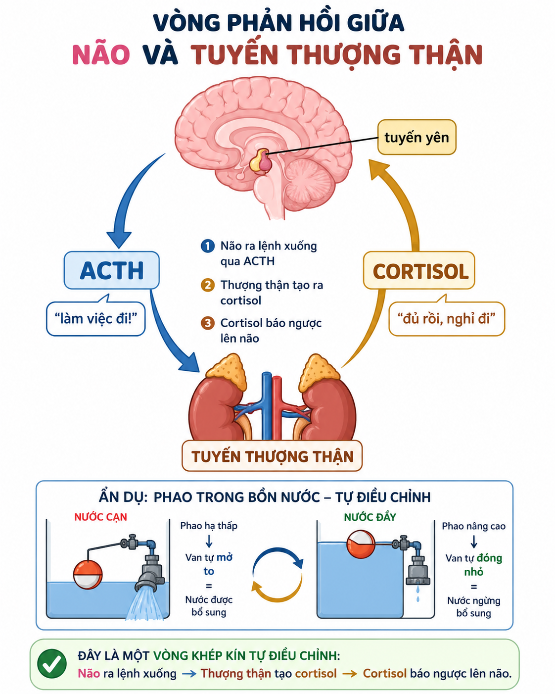 Sơ đồ vòng phản hồi cortisol giữa não và tuyến thượng thận: não gửi lệnh ACTH xuống tuyến thượng thận, tuyến thượng thận làm ra cortisol, cortisol báo ngược lên não; kèm ẩn dụ cơ chế phao bồn nước.